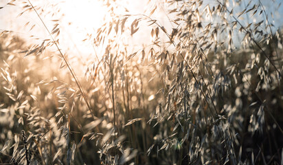 Obraz premium Golden Wild Grass Backlit by Sunset