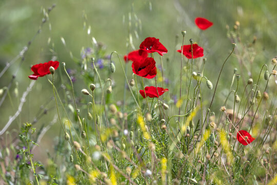 Blumenwiese bei Lin, Fischerdorf am Ohridsee, Albanien, 30.05.2026 