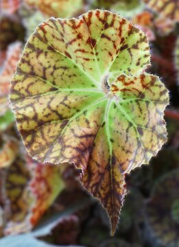 Closeup of the Begonia Harmony's Ray Glo leaf with green and brown mosaic pattern and slightly fuzzy serrated edges.