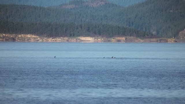 Pod of killer whales swimming in the calm blue waters of a coastal bay