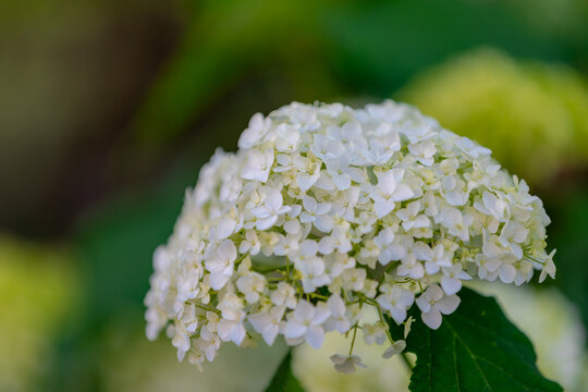 Selective focus bushes of Hydrangea Arborescens flower in the garden, White hortensia or Smooth hydrangea is a species of flowering plant in the family Hydrangeaceae, Natural floral pattern background