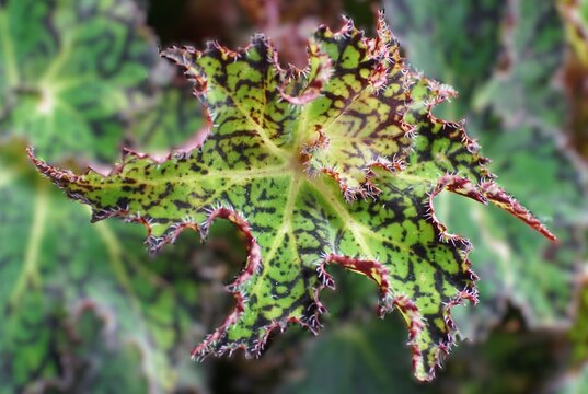 Star-shaped Begonia King Tut leaf with green, yellow, and dark markings and fine hairs along serrated edges.