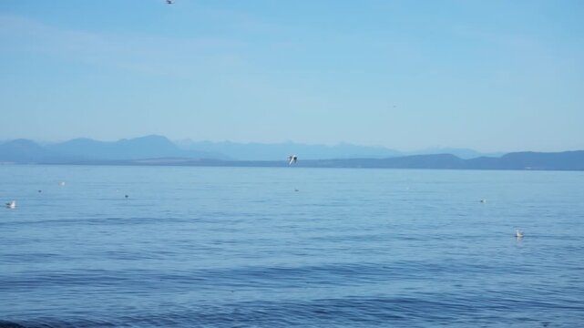 Seagulls flying over calm blue sea water with coastal mountains
