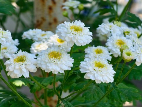 Feverfew flowers and foliage of Tanacetum parthenium in bloom