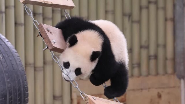 Little playful panda, Yue Liang, having fun on the string ladder, Chongqing, China