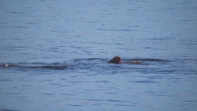 Wild seals eating a giant pacific octopus in the blue ocean water