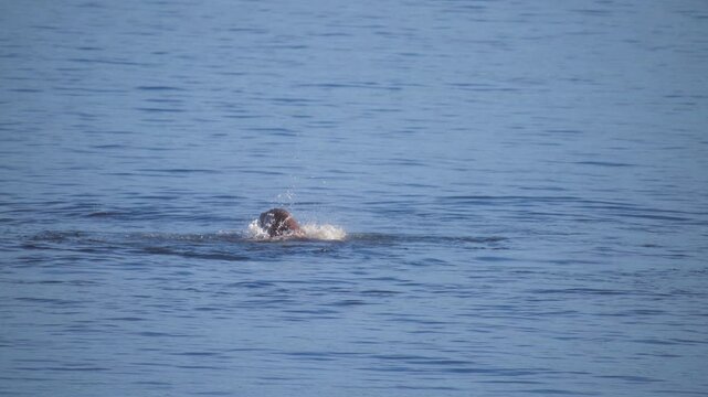 Giant pacific octopus being swallowed by a harbor seal in the ocean