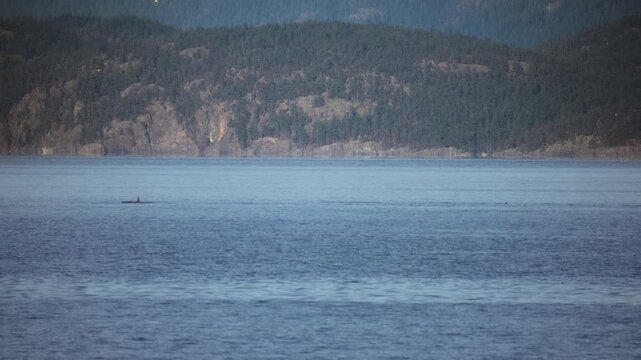 Pod of orcas swimming in the calm blue waters of a coastal bay
