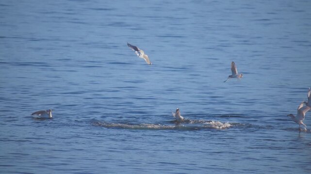 Seagulls flying above group of seals in the ocean, searching for food