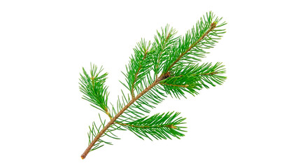 Fresh green coniferous pine or fir tree branch needle twig isolated on transparent background cut out © novara-png