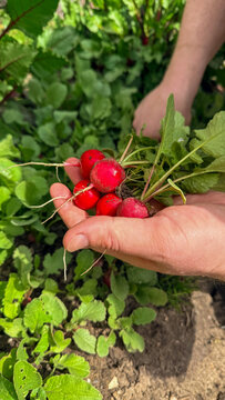 Fresh radishes in adult hands over a sunlit garden bed in spring natural light suitable for food blogs farmers market and lifestyle social media, 5 May 2026 Subitica, Serbia