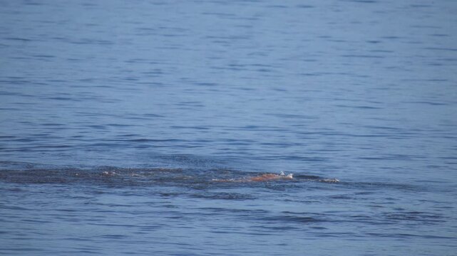 Seagull flying above harbor seal feeding on a giant pacific octopus