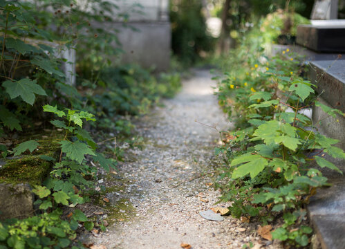 Overgrown path between tombs, P&egrave;re-Lachaise Cemetery, Paris