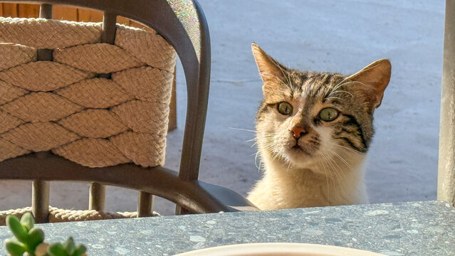 Curious tabby cat peeking over a sunlit cafe table on spring morning, warm light, suitable for lifestyle blogs, social media and editorial uses, 5 May 2026 Subitica, Serbia