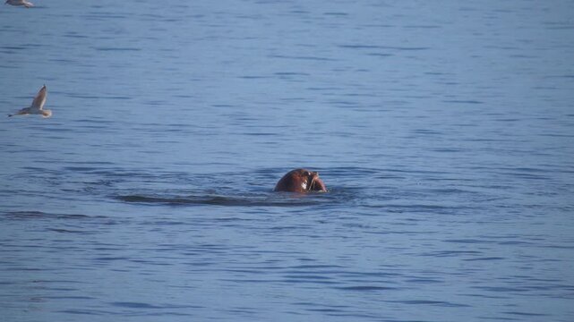 Harbor seal throwing parts of octopus away while feeding in the ocean