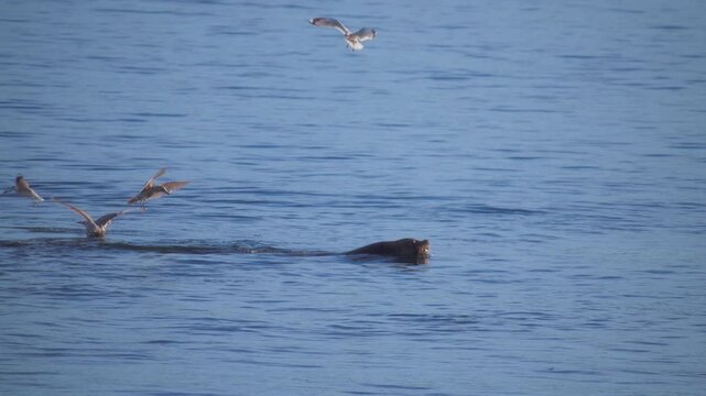 Harbor seal diving into the blue water with seagulls flying above