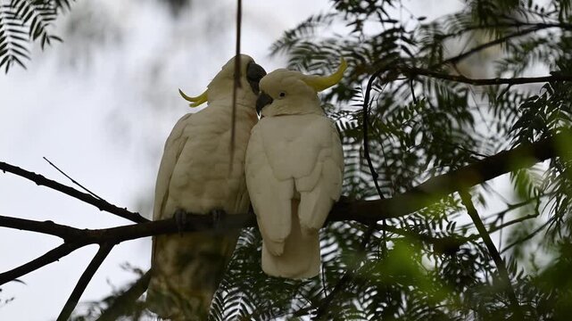 Sulphur-Crested Cockatoo Pair Preening in Australia