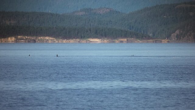 Wild killer whales surfacing from the ocean waters while migrating