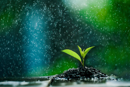 Young Plant Sprouting from Soil in Rain