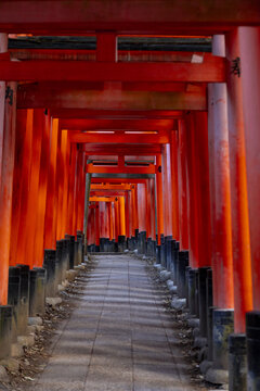 View of the Senbon Torii Thousand Torii Gates with vermilion wooden structures lining a stone path at Fushimi Inari-taisha shrine in Kyoto, Kyoto, Japan.
