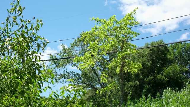 Green trees blowing in the wind under power lines