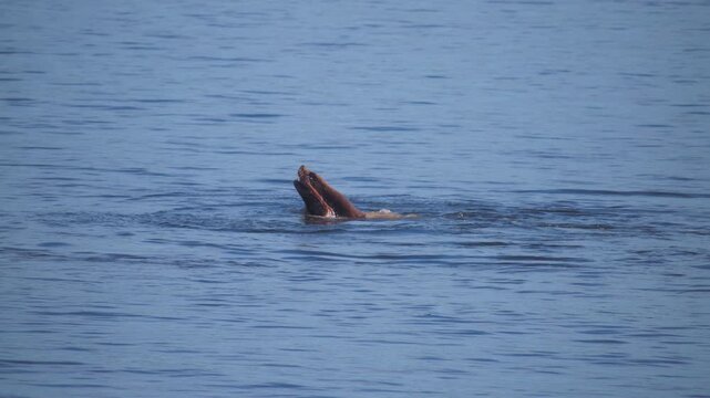 Harbor seal eating giant pacific octopus in the ocean