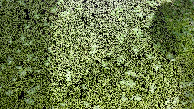 Green Duckweed Floating on Pond Surface
