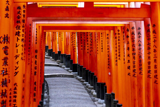 View of the Senbon Torii gates with vibrant vermilion pillars and black bases lining a stone path at Fushimi Inari-taisha shrine in Kyoto, Kyoto, Japan.