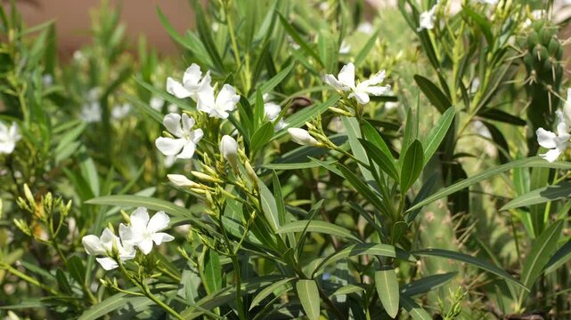 White oleander flowers blooming in green garden close up