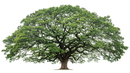 Obraz premium Isolated vibrant green mature tree with dense foliage, natural beauty for landscape design.