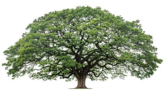 Isolated vibrant green mature tree with dense foliage, natural beauty for landscape design.