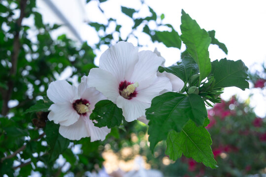 White rose of Sharon hibiscus syriacus flowers blooming on a shrub in the garden