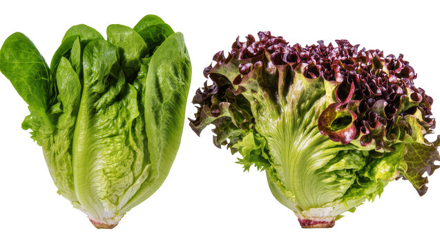 Isolated fresh crisp organic green Romaine and red leaf lettuce heads for healthy eating