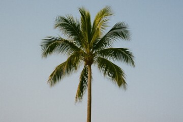 Obraz premium Solitary palm tree against sky