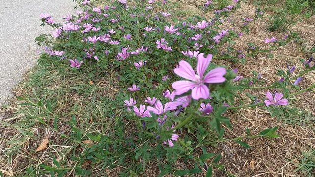 A woman's hand gently turns a purple mallow flower with pink veins