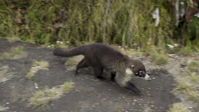 Coati coatimundi walking trail Irazu Volcano Costa Rica