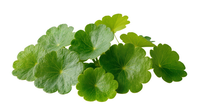 Isolated fresh Gotu Kola leaves, Centella asiatica, traditional Asian herbal medicine ingredient.