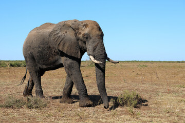 Fototapeta premium Afrikanischer Elefant / African elephant / Loxodonta africana