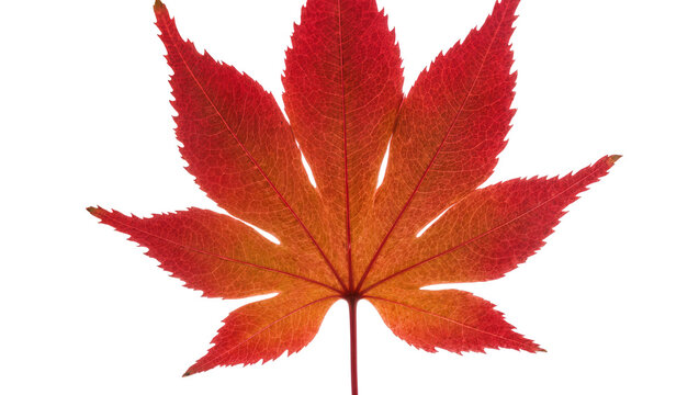 Isolated vibrant red and orange Japanese maple leaf, intricate venation, beautiful fall foliage.