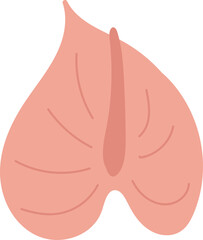 Anthurium Leaf Vein Detail Cartoon © Mykola Syvak