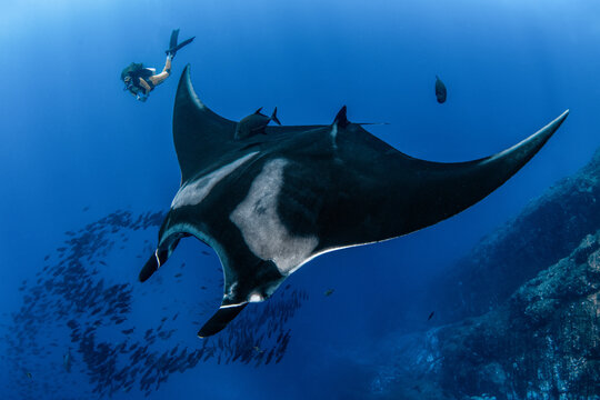 View of a giant manta ray swimming near a scuba diver and a school of fish in the deep blue ocean at Socorro Island, Colima, Mexico.