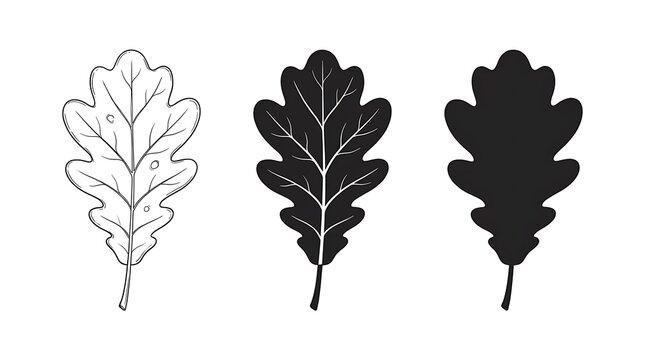 Three oak leaves displayed side-by-side in distinct styles: a detailed line art drawing, a white-veined silhouette, and a solid black shadow on a plain white background.
