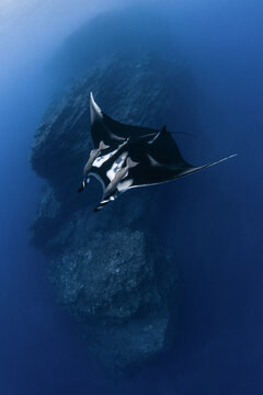 View of a giant manta ray swimming with remora fish near a volcanic rock formation in deep blue water Colima, Mexico.