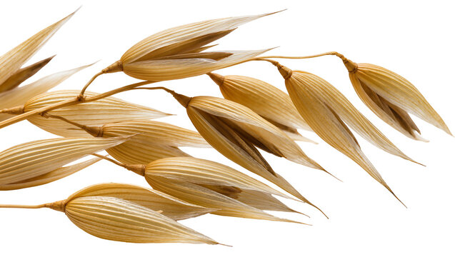 Isolated dry golden oat panicle branch closeup for organic food and agriculture concepts