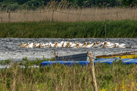 Krauskopfpelikane, albanische Seite des Prespasees, Nationalpark Prespa, Dreil&auml;ndereck Albanien, Griechenland, Nordmazedonien, 30.05.2026 