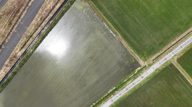 Aerial view of divided farmland and road. Puddles reflect sunlight across flooded fields. Green crops contrast with water-filled plots. Road runs alongside fields, bordered by shrubbery