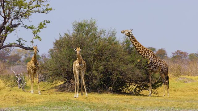 An African Giraffe and Woolly-necked stork (Ciconia episcopus) near a body of water in savannah of Khwai Moremi Game Reserve.