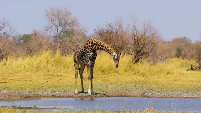 Closeup of an African Giraffe bending down to drink water and spreading his front legs. Botswana Wildlife.