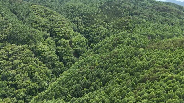 Lush green canopy stretches across rolling hills. Trees create dense, vibrant, undulating patterns. Natural light filters through leaves gently. Scene evokes calm, untouched wilderness