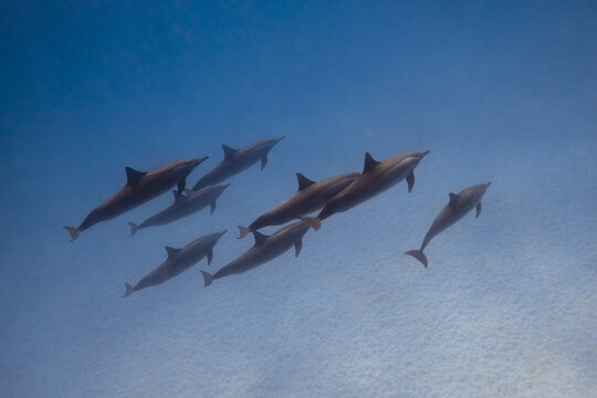View of a pod of spinner dolphins swimming together in the clear blue water over a white sandy seabed in the Red Sea Egypt.